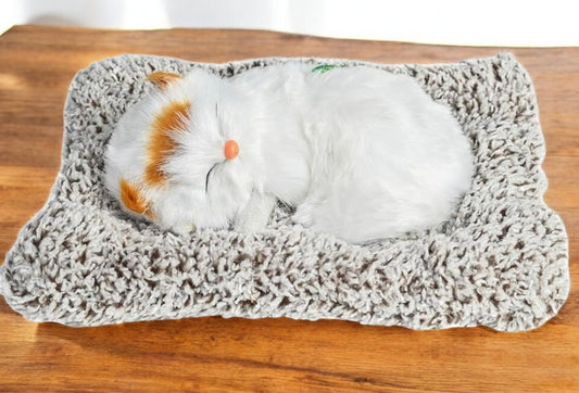 Sleeping cat on pillow